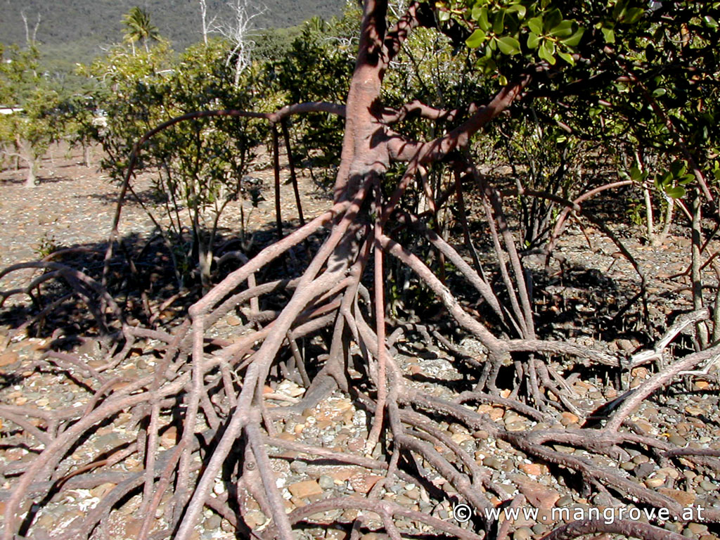 Rhizophora stylosa roots